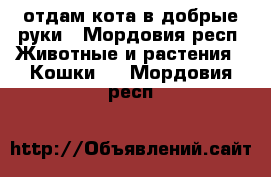 отдам кота в добрые руки - Мордовия респ. Животные и растения » Кошки   . Мордовия респ.